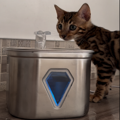 Fontaine à eau pour chat